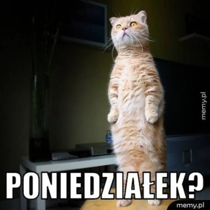 Zdjęcie 1