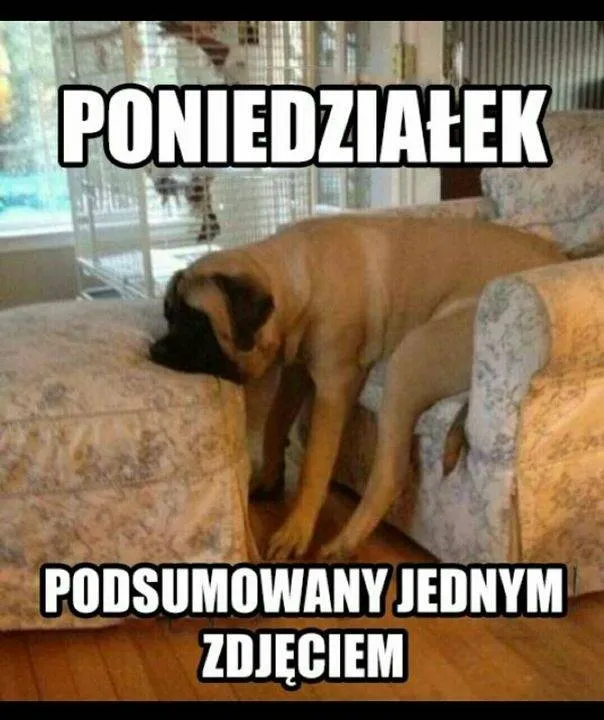 Zdjęcie 8