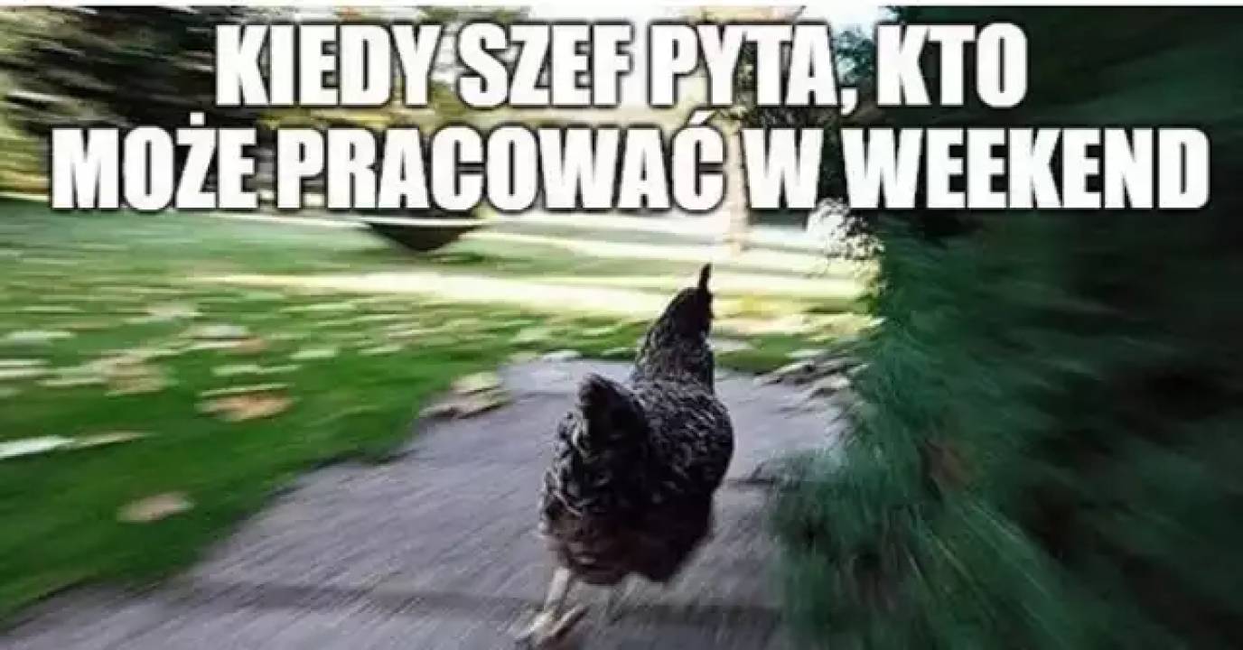 Zdjęcie 6