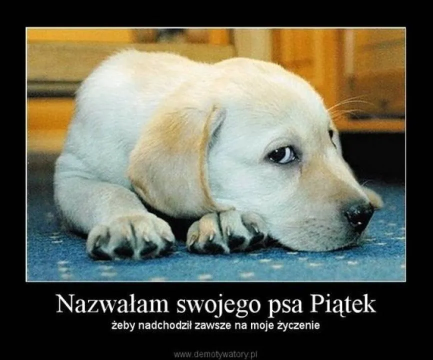 Zdjęcie 13