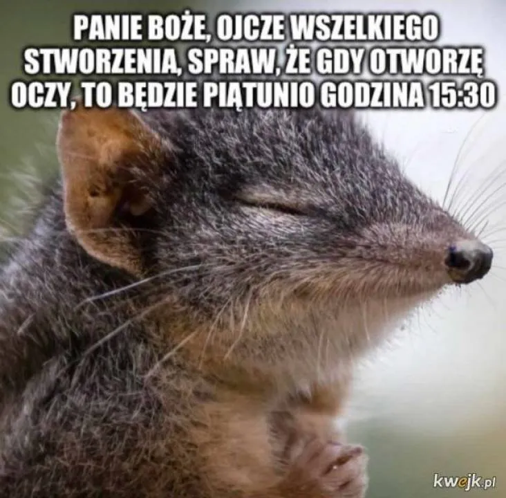 Zdjęcie 5