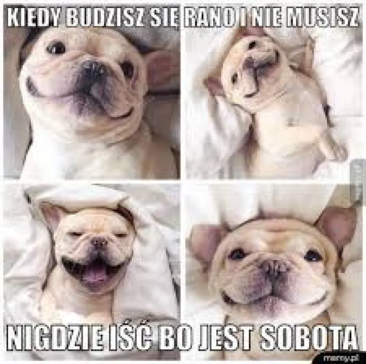 Zdjęcie 11