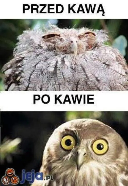 Zdjęcie 12