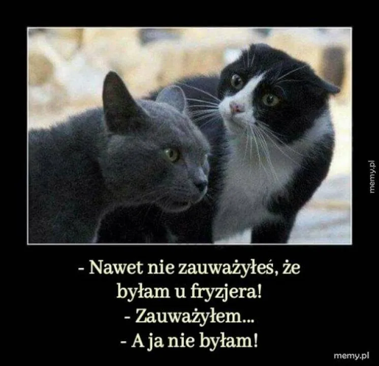 Zdjęcie 12