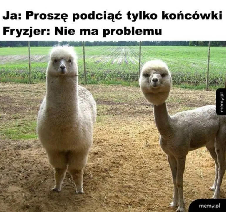 Zdjęcie 7