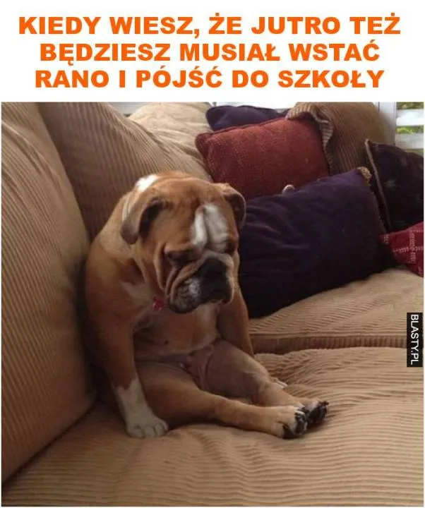Zdjęcie 25