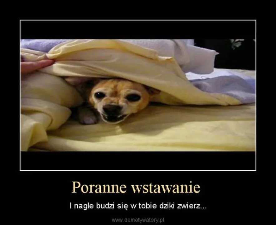 Zdjęcie 4
