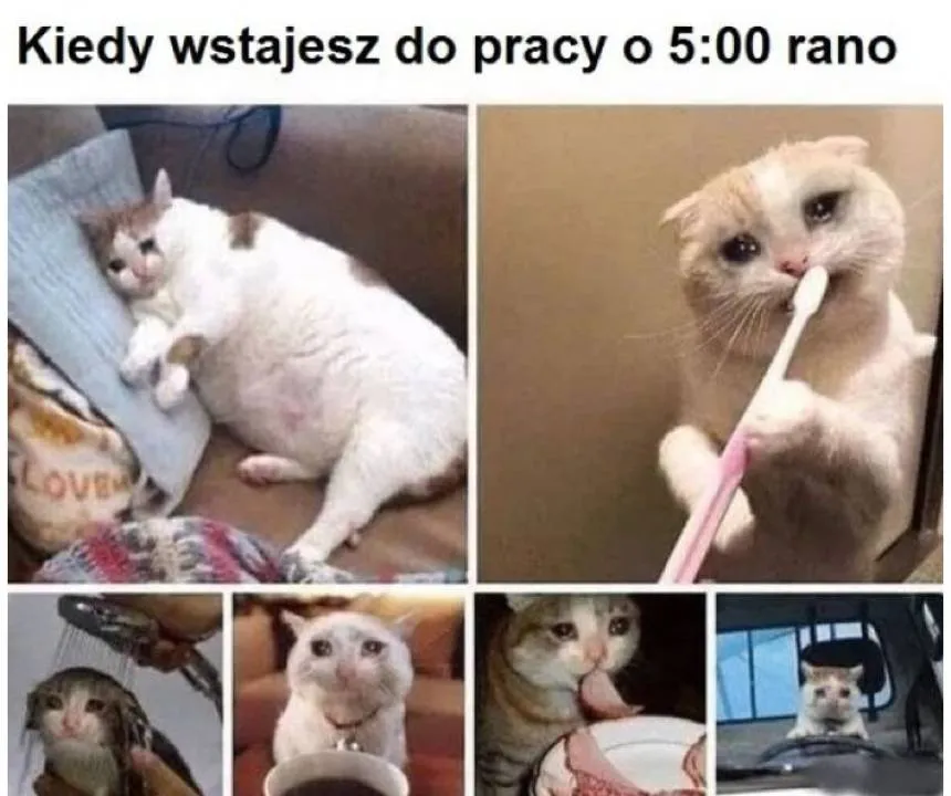 Zdjęcie 14