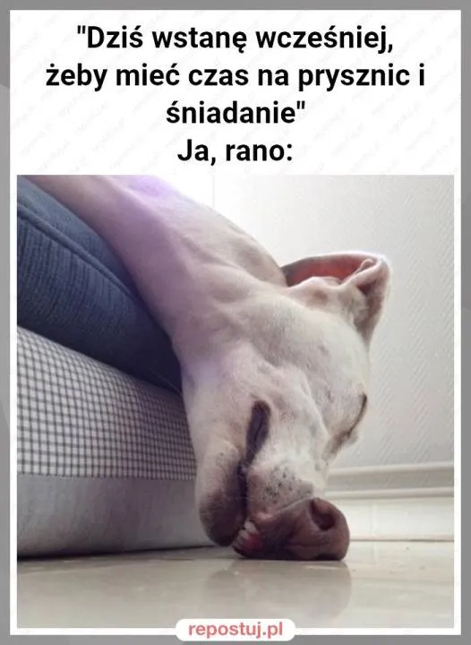 Zdjęcie 12