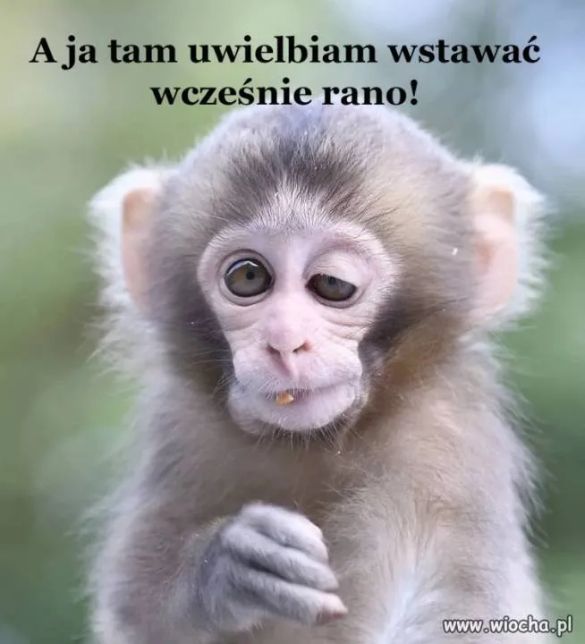 Zdjęcie 29