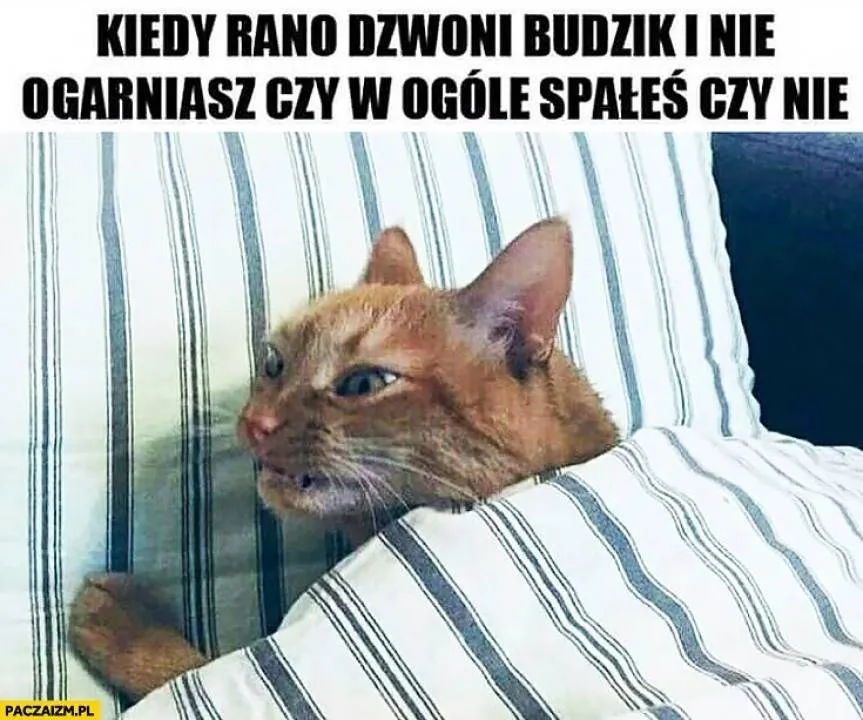 Zdjęcie 8