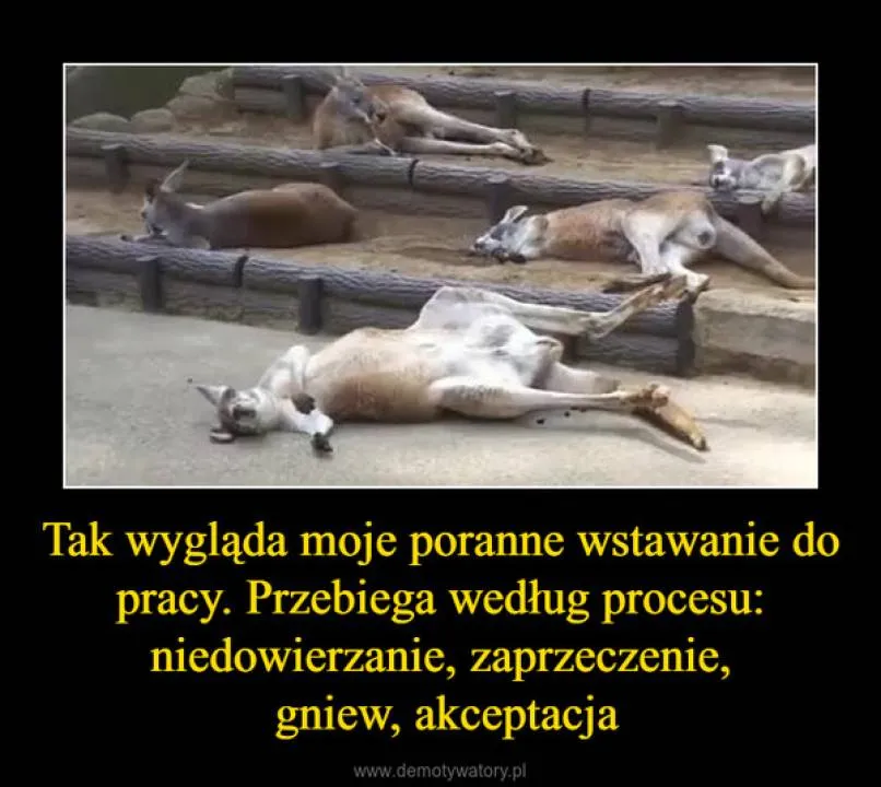 Zdjęcie 9