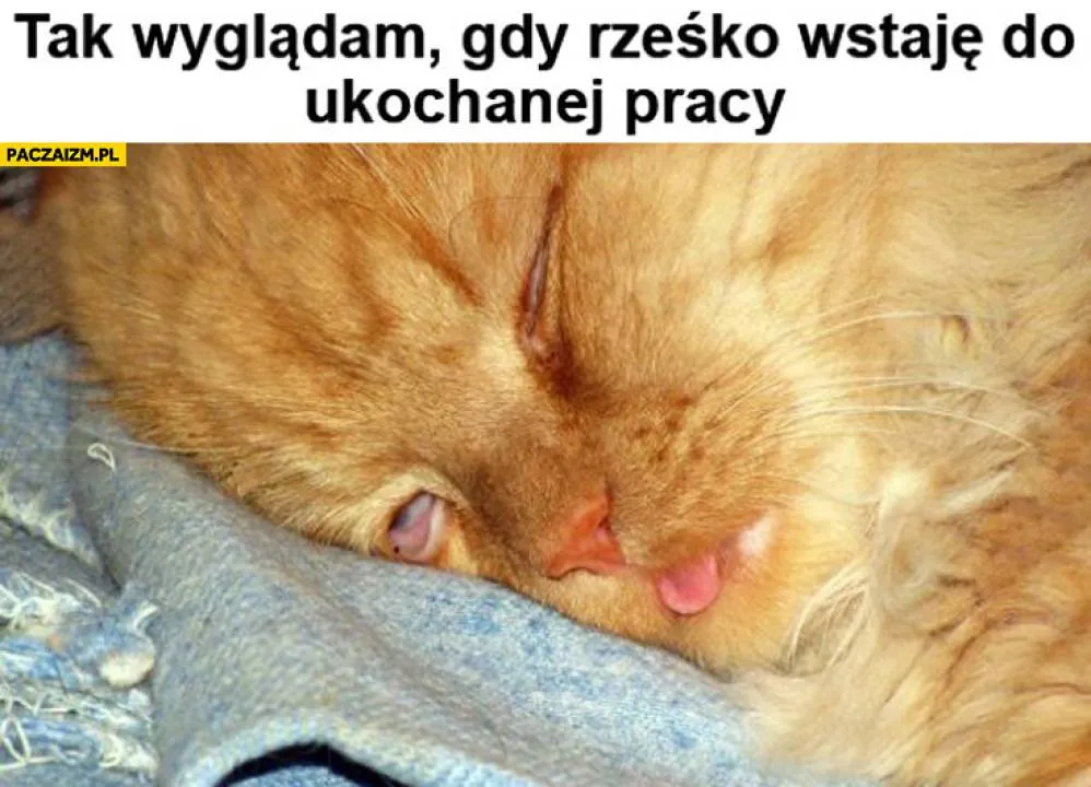 Zdjęcie 24