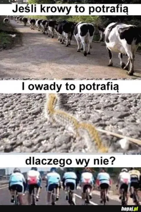 Zdjęcie 6