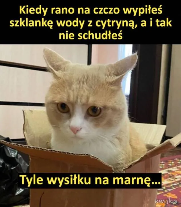 Zdjęcie 26