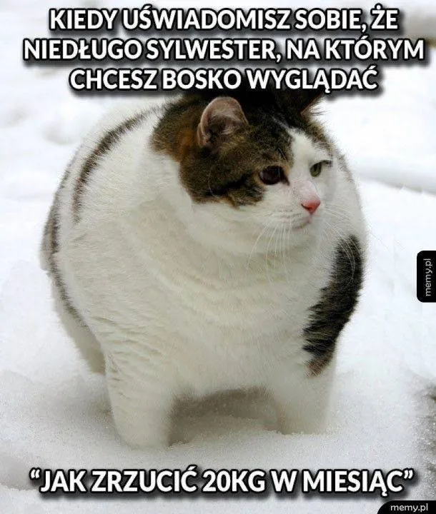 Zdjęcie 11