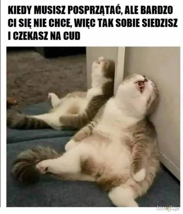 Zdjęcie 10