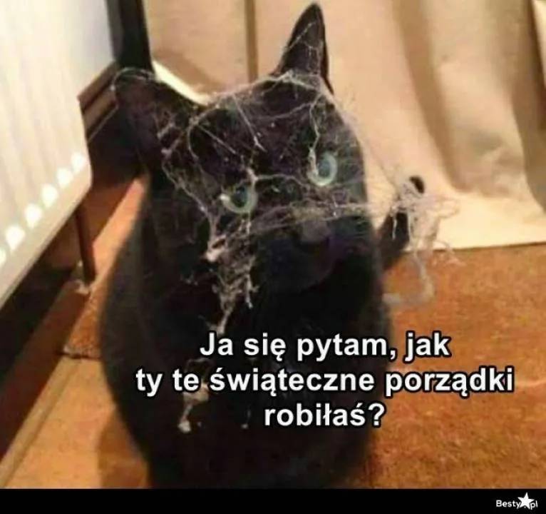 Zdjęcie 29