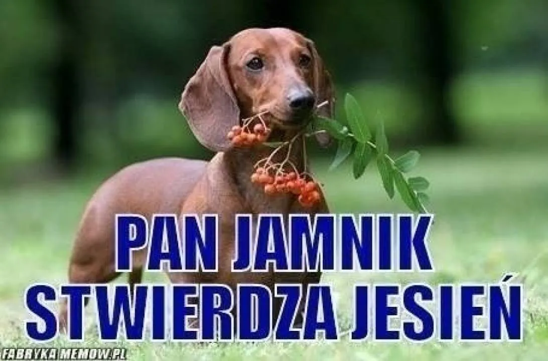 Zdjęcie 33