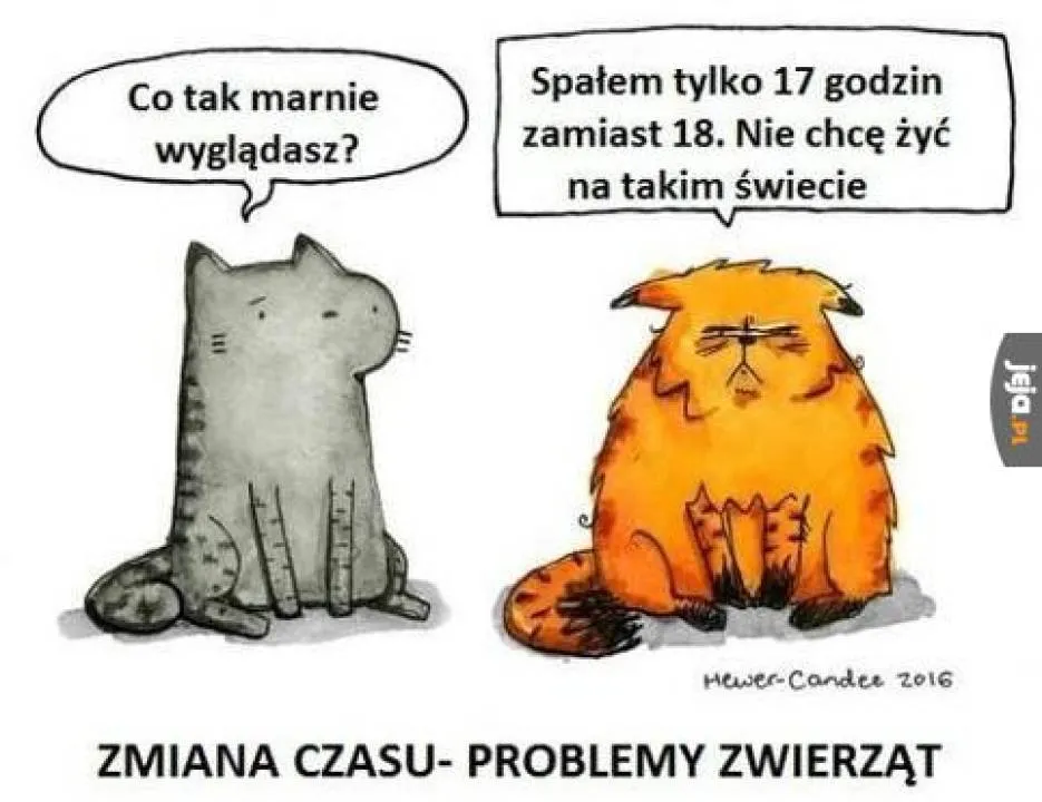 Zdjęcie 22