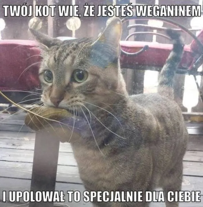 Zdjęcie 13