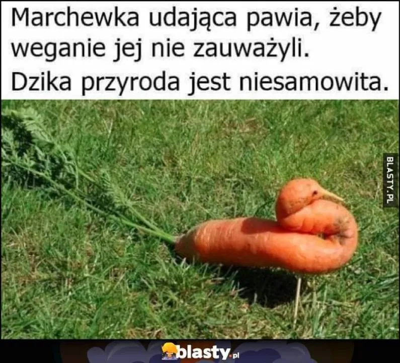 Zdjęcie 11