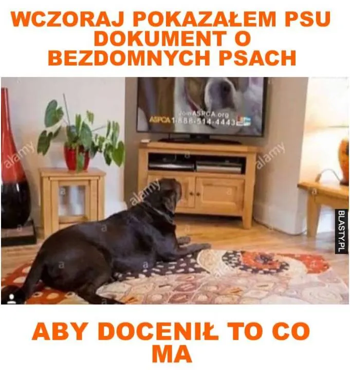 Zdjęcie 49