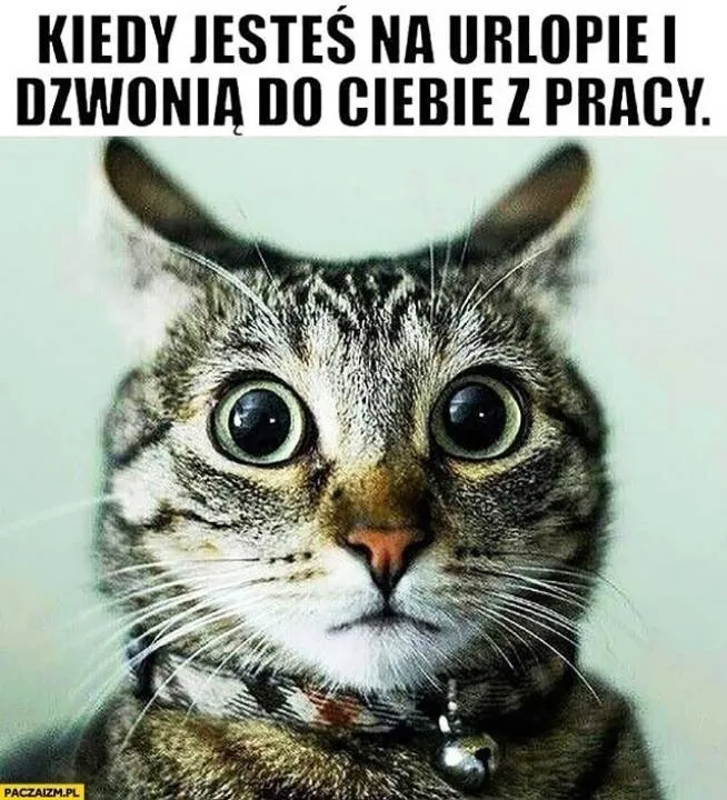 Zdjęcie 30