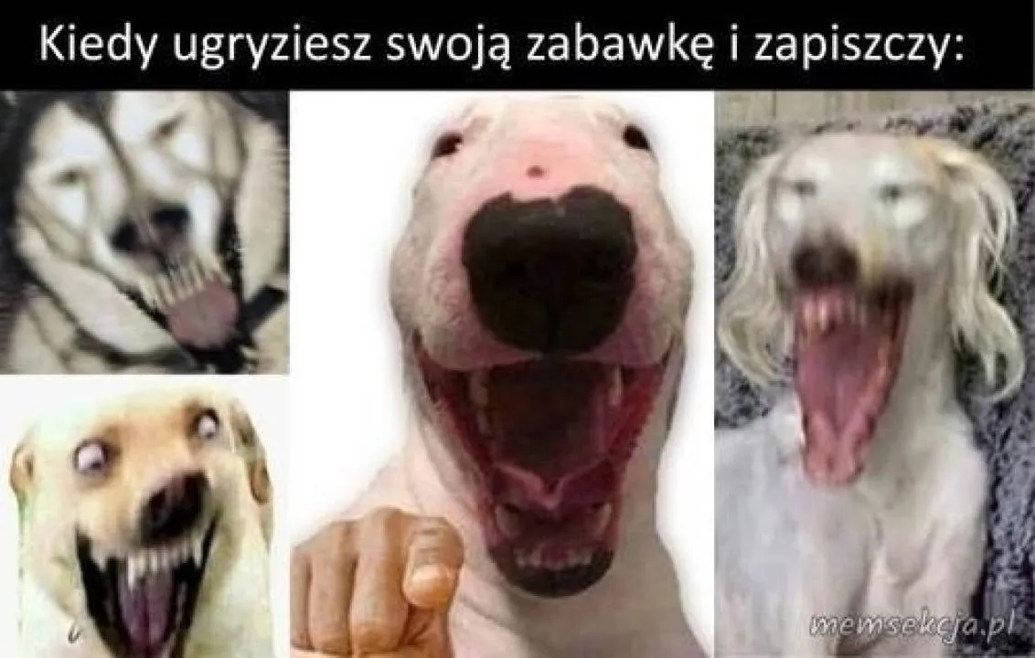Zdjęcie 8