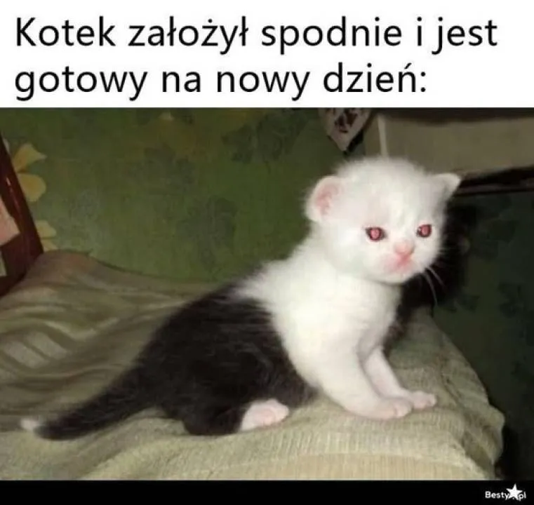 Zdjęcie 7