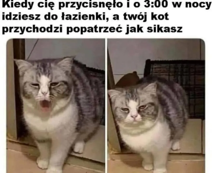Zdjęcie 13