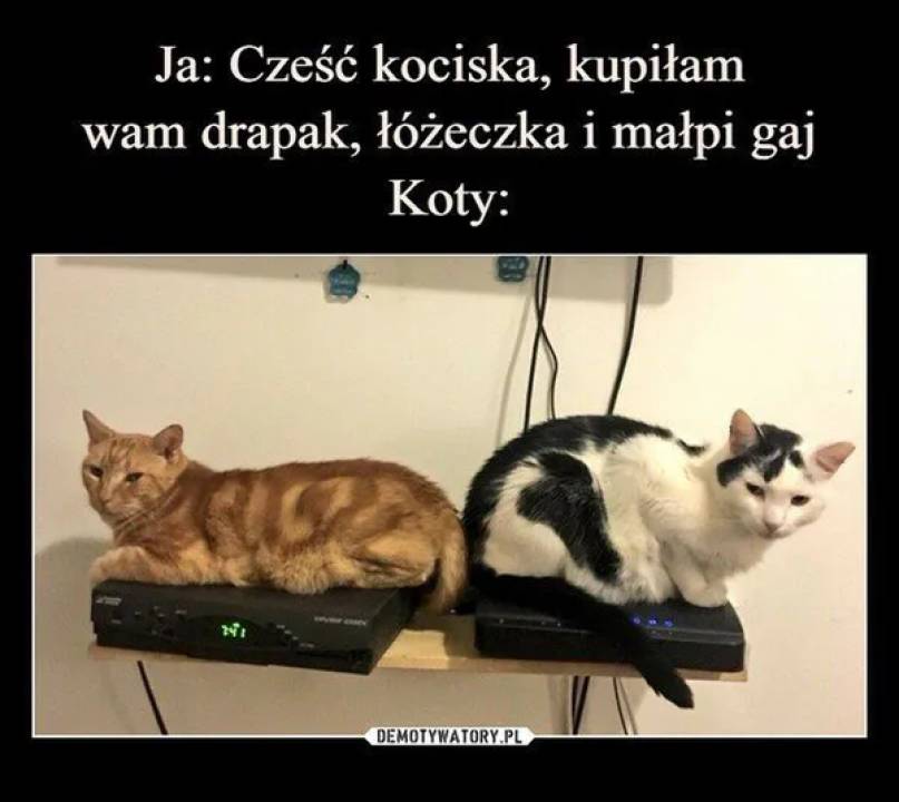 Zdjęcie 44