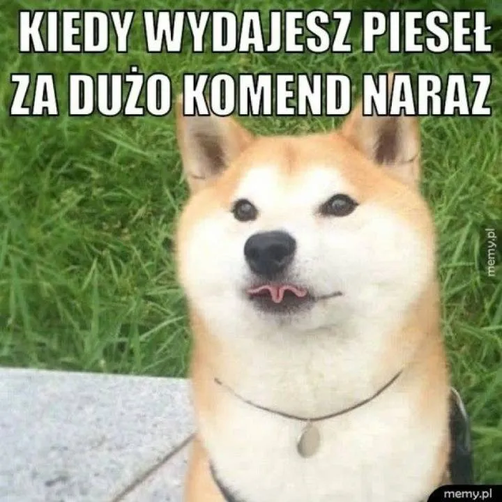Zdjęcie 22