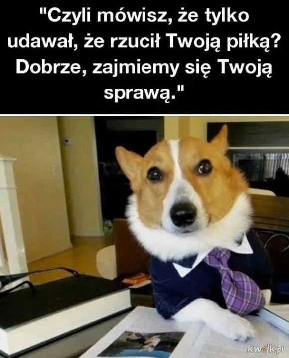 Zdjęcie 15