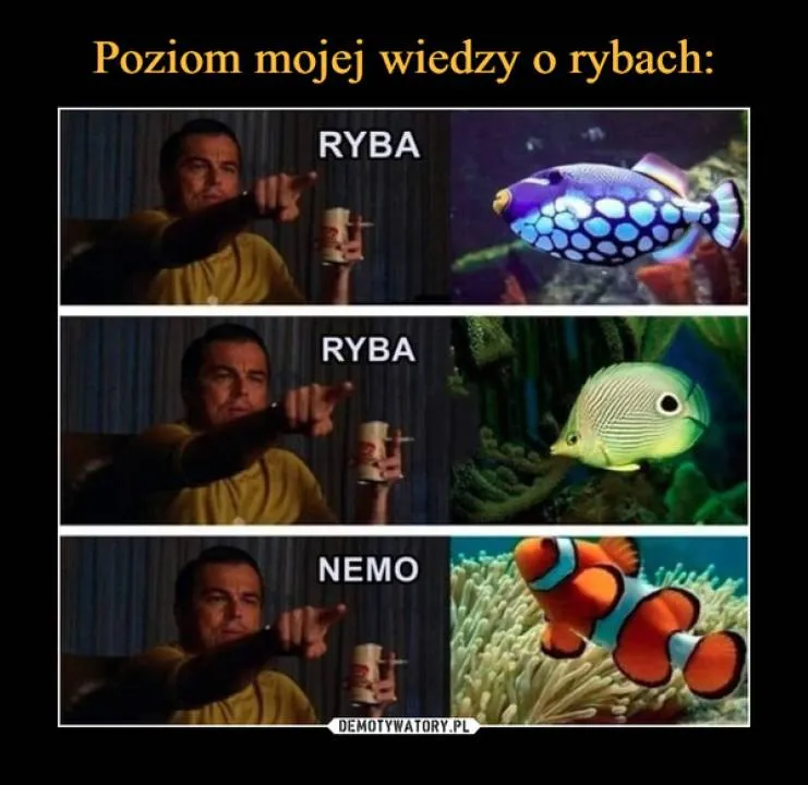 Zdjęcie 8