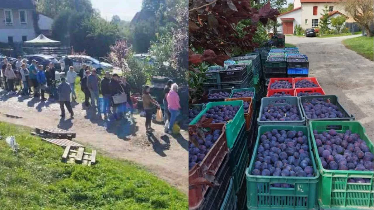 Ludzie nie zawiedli! 11 ton śliwek zniknęło w kilka godzin -ZOBACZCIE! Ta historia wzrusza...