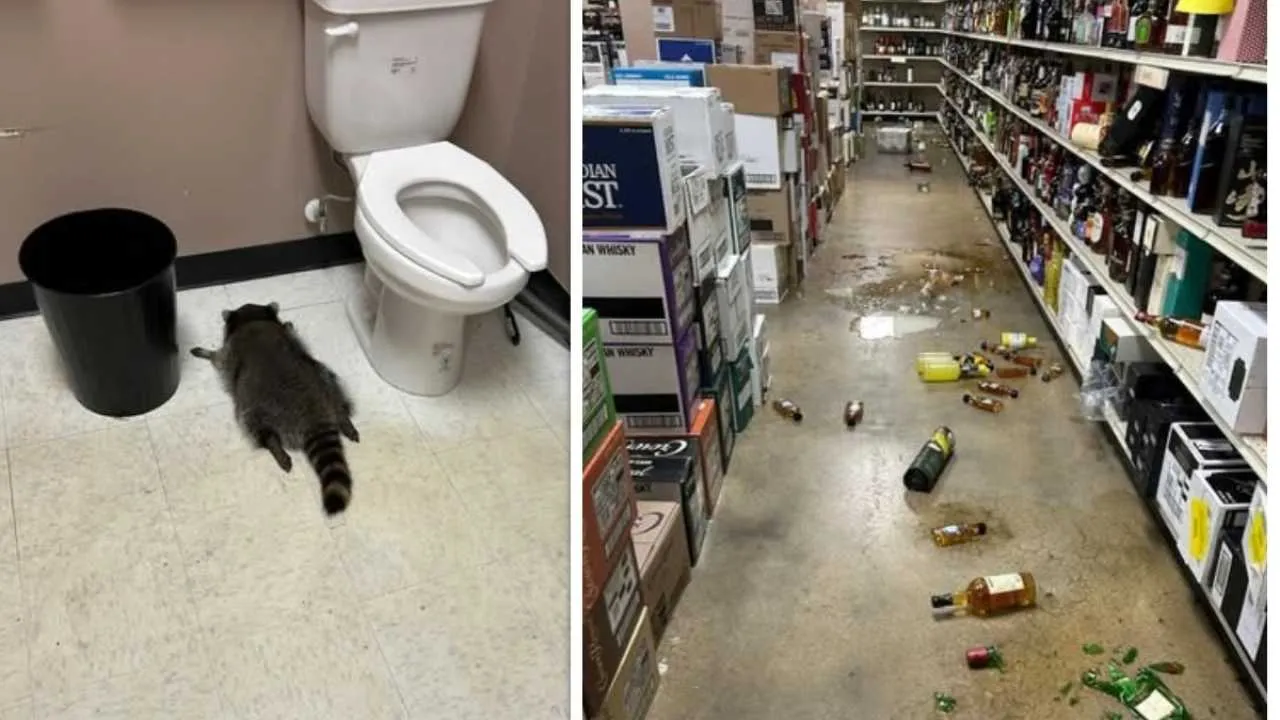 Szop pracz... NAPRUTY!!! Po uczcie zasnął w toalecie - zobaczcie ZDJĘCIA!