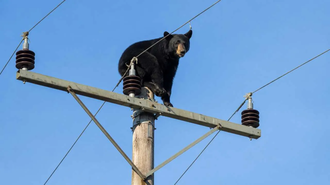 Niedźwiedź utknął na słupie energetycznym. Świadkowie nie mogli uwierzyć własnym oczom