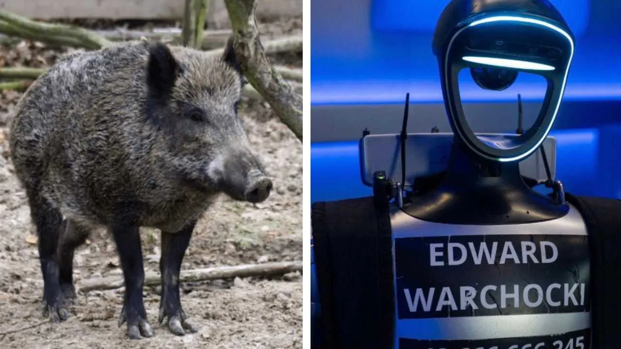 Reuters zachwycony polskim robotem Edwardem. Humanoid z Warszawy, który… goni dziki