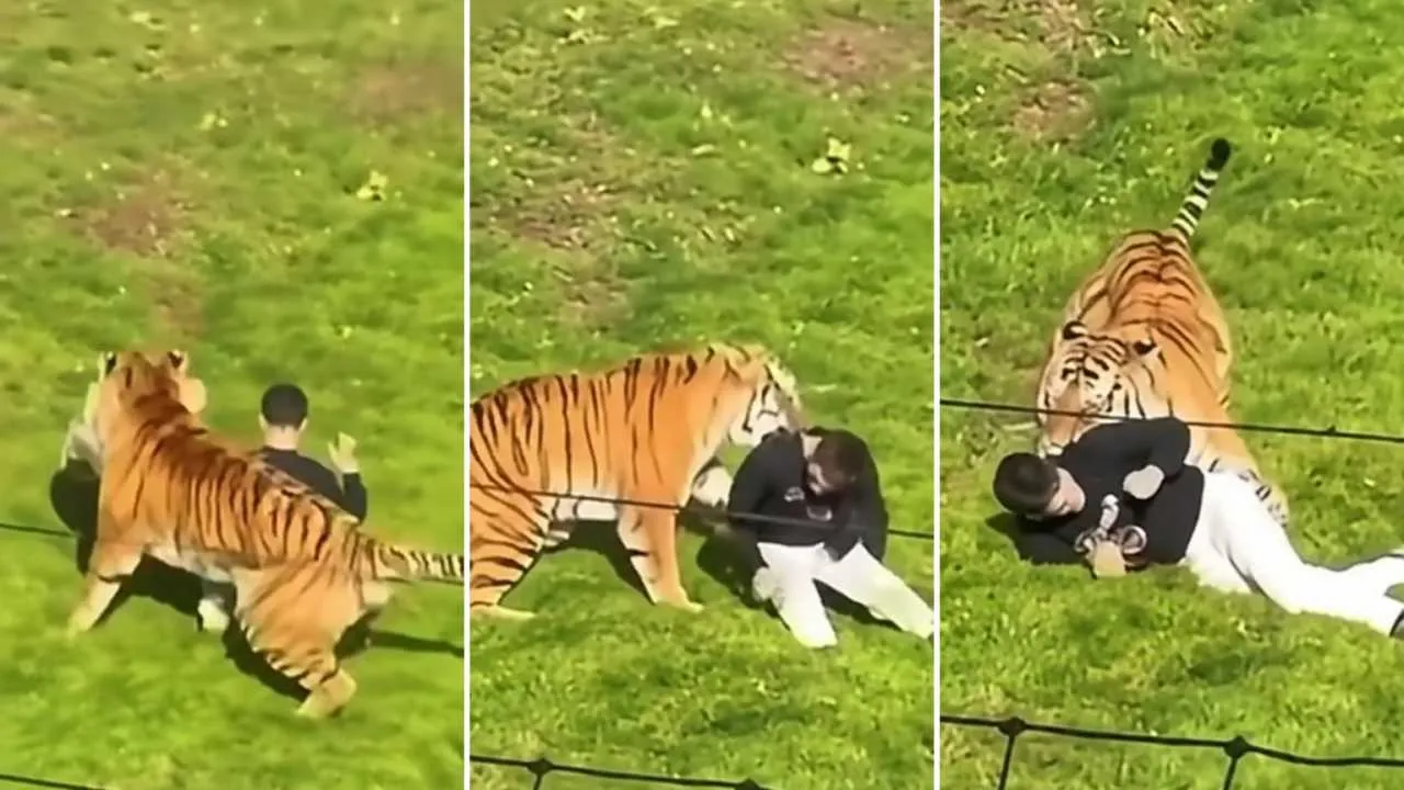 Tragedia w brytyjskim zoo. Mężczyzna wszedł na wybieg tygrysa. Ujawniono, co powiedział przed śmiercią. WIDEO