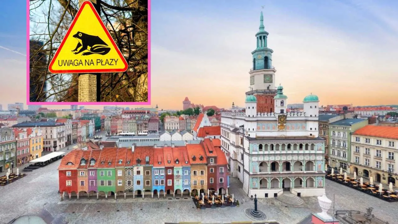 Poznań zamyka ulice przez… żaby. Wiosenna migracja zmienia ruch w mieście