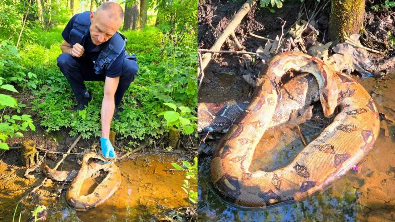 Szokujące znalezisko w tyskim parku. Musiały interweniować służby