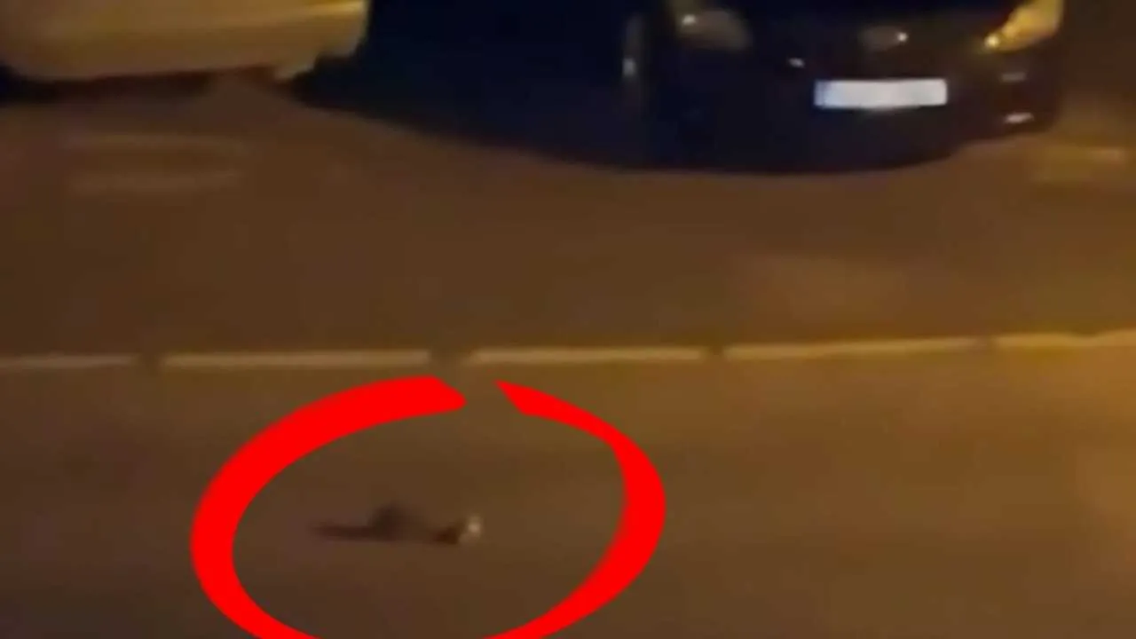 Był środek nocy. Kobietę obudził hałas. Musiała nagrać to, co zobaczyła
