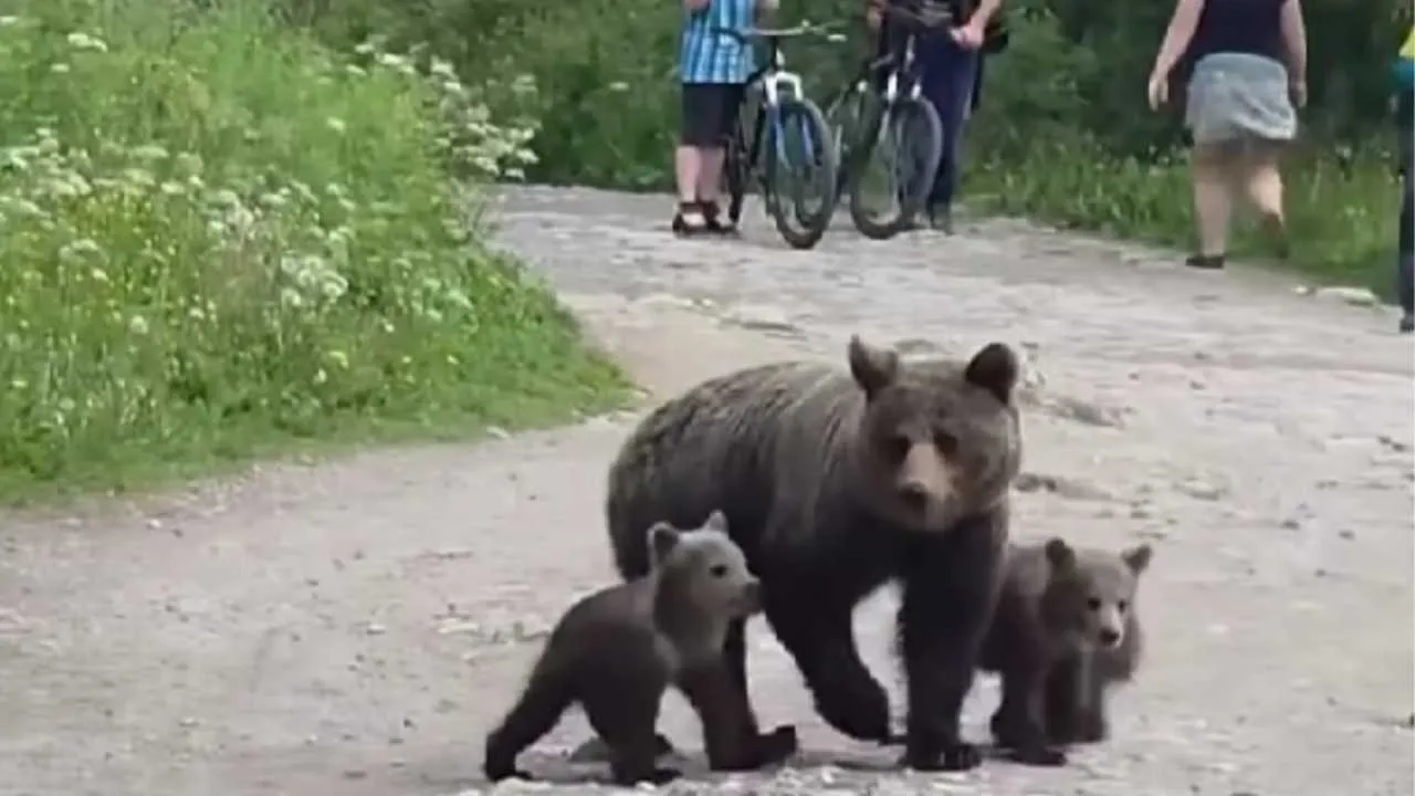 Niedźwiedzica z młodymi na szlaku. Nagranie z Tatr mrozi krew w żyłach