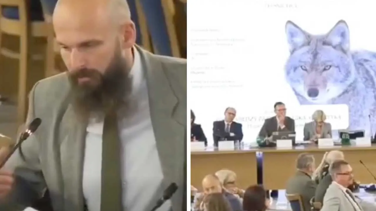 Mieli rozmawiać o wilkach. Na grafice pojawił się kojot. „Co jest, co jest?”