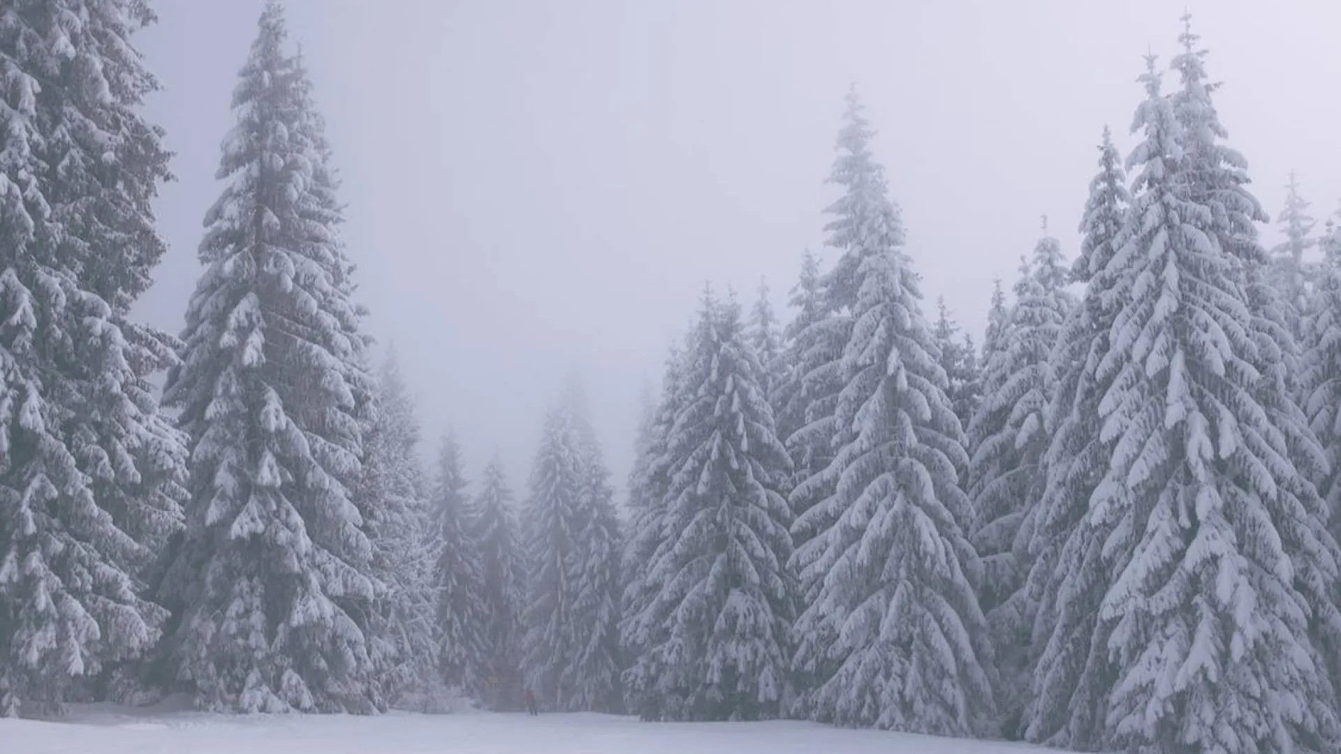 Fotopułapki, kamery termowizyjne, większa liczba patroli... W tym roku znacznie mniej kradzieży choinek