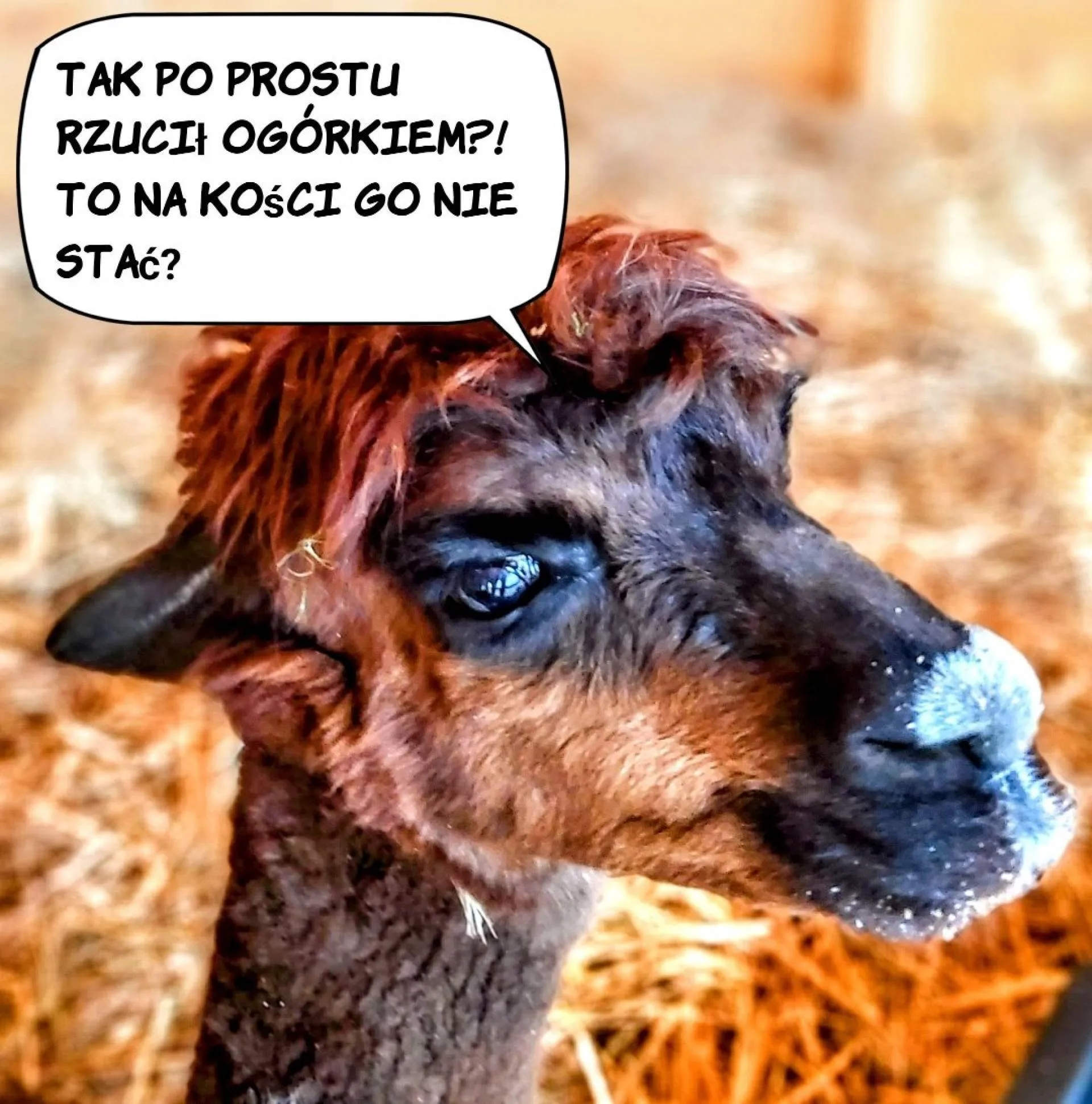 Tak po prostu?