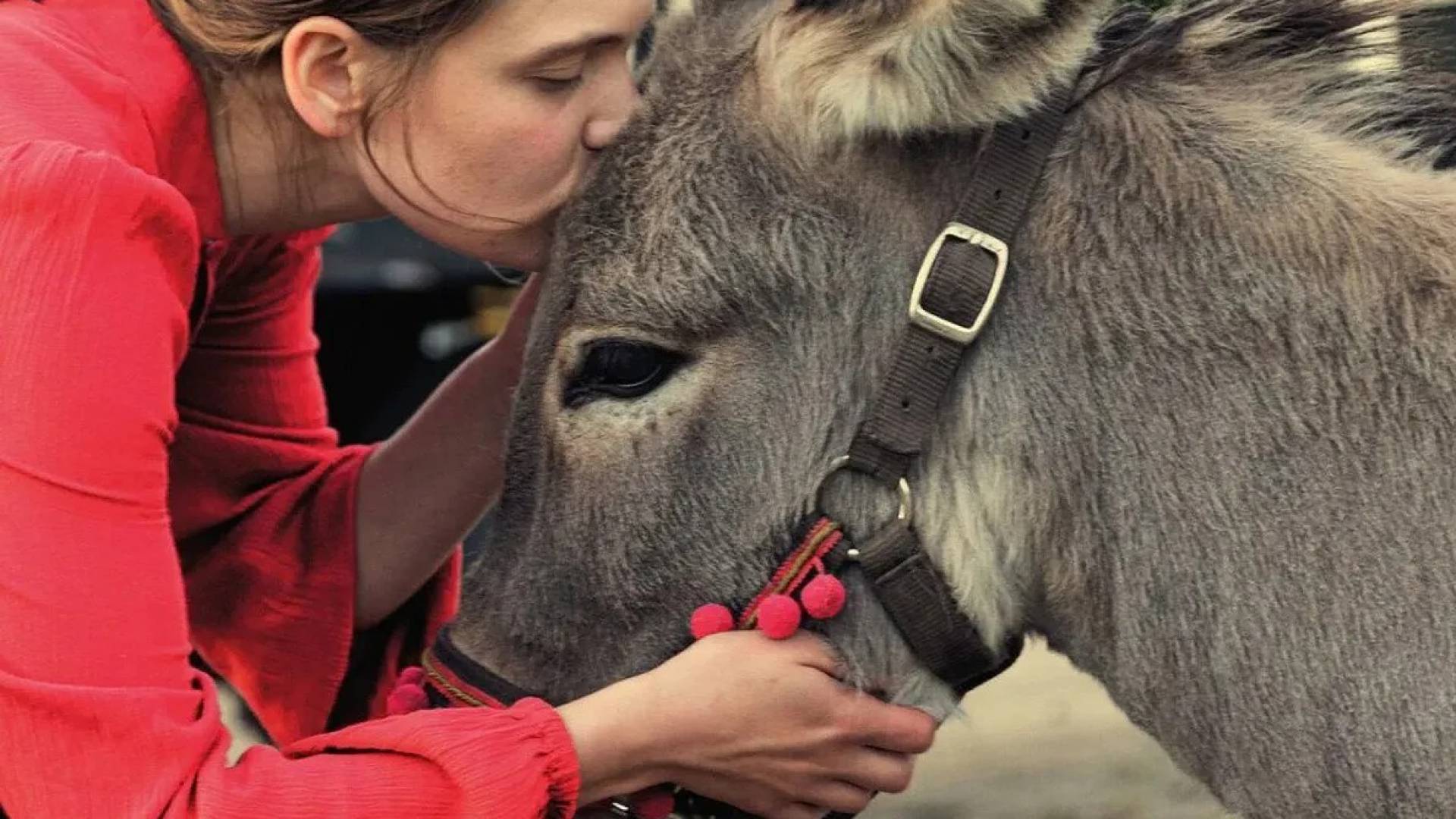 Historia pewnego osiołka ma szansę na Oscara! Film "IO" Jerzego Skolimowskiego z nominacją