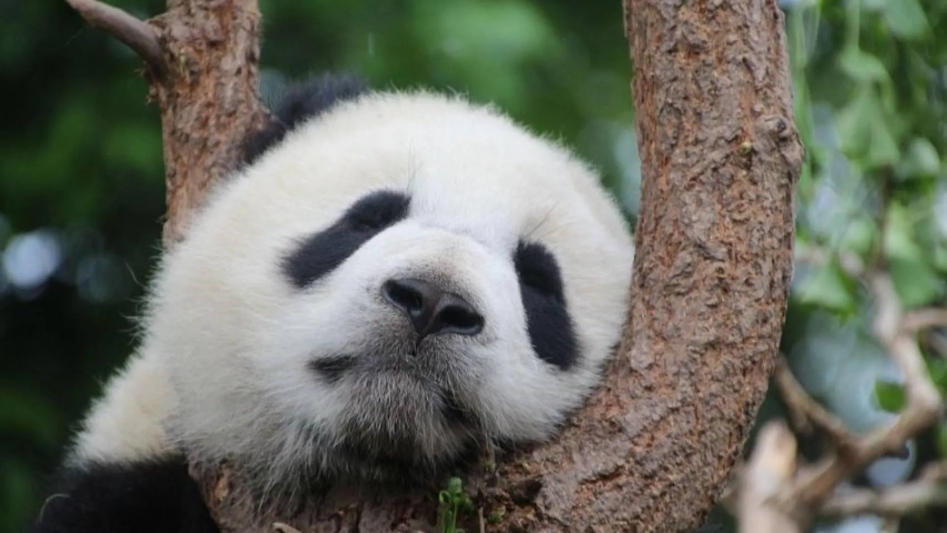 Zoo w Athari musi zwrócić Chinom wypożyczone pandy. Nie ma funduszy na ich utrzymanie