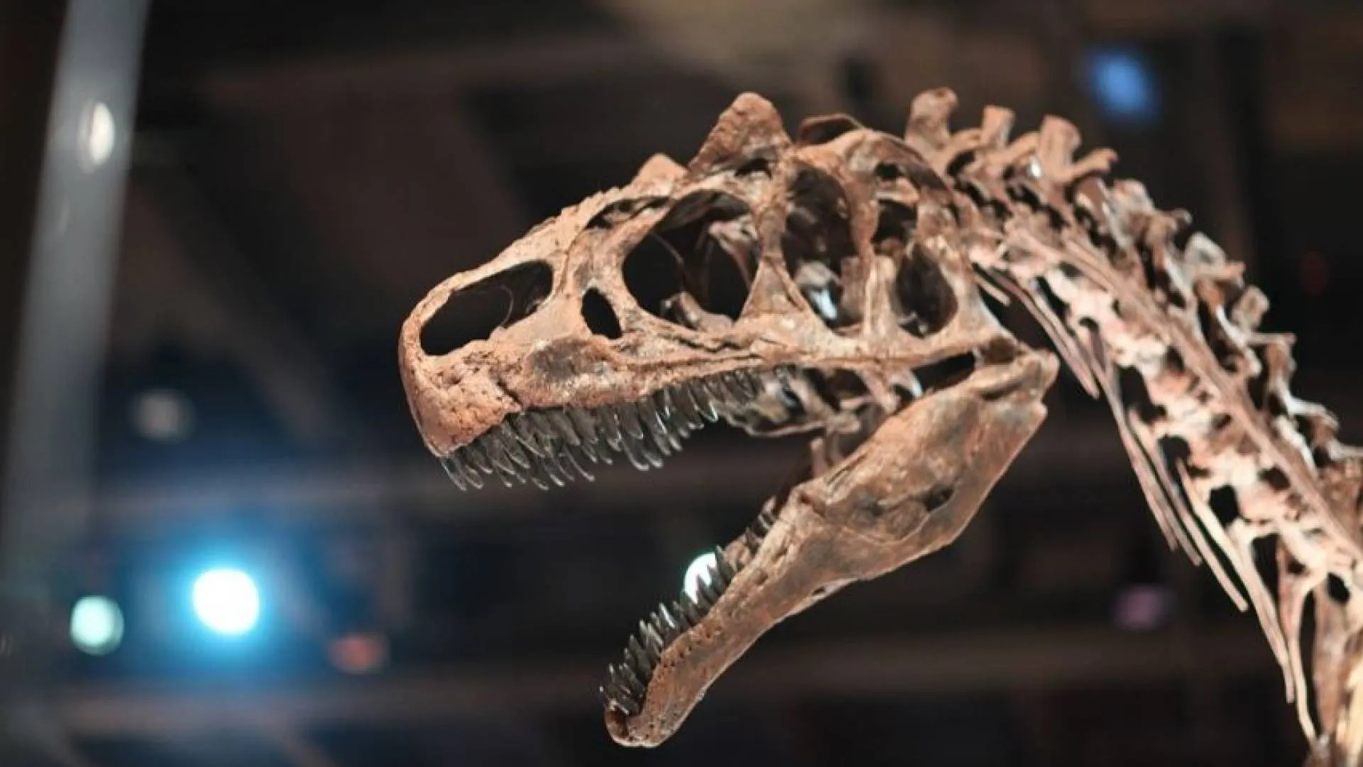 Niesamowite odkrycie w Indiach! Prawie sto gniazd i 250 jaj dinozaurów